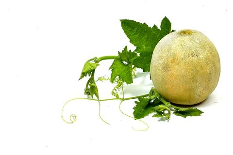 Cantaloupe melon isolated on white background. full depth of field Stock Photos