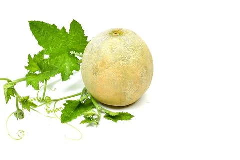 Cantaloupe melon isolated on white background. full depth of field Stock-Fotos