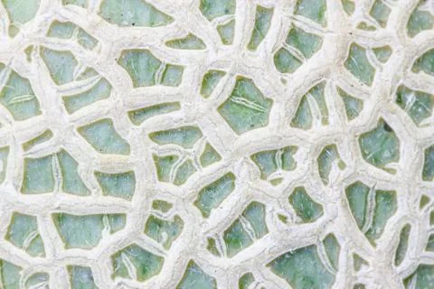 Cantaloupe melon Stock Photos
