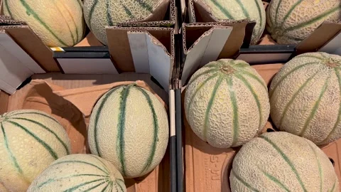 Cantaloupe Melons in cardboard boxes Stock Footage 279412437