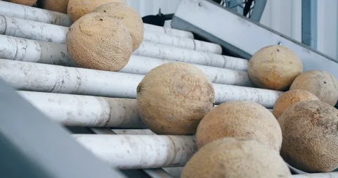 Cantaloupe melons moving up rollers Stock Footage 85651582