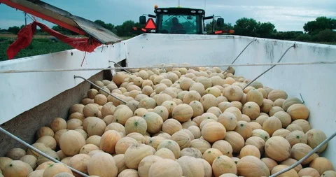 Cantaloupe melons in tractor Stock Footage 85647674