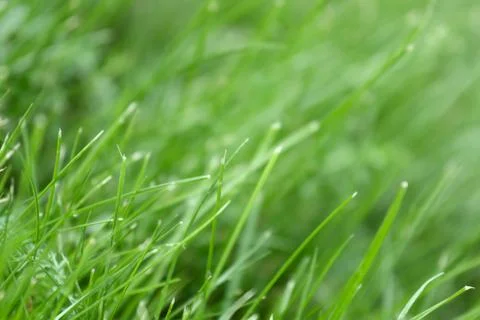 Canted green grass close-up Stock Photos