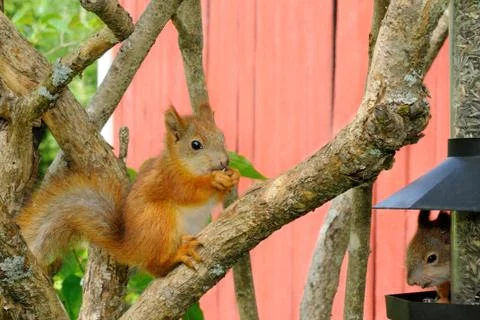 Canteen for squirrels Stock Photos