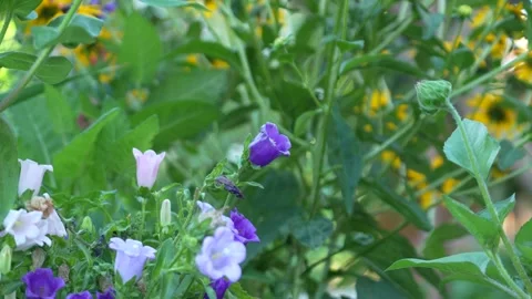 Canter bury bell Stock Footage 246876210
