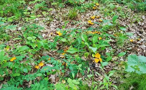 Cantharellus cibarius is collected in large quantities in Latvian coniferou.. Foto stock