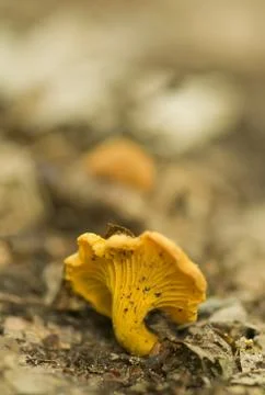 Cantharellus cibarius Stock Photos