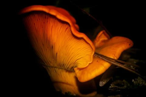 Cantharellus cibarius 写真素材