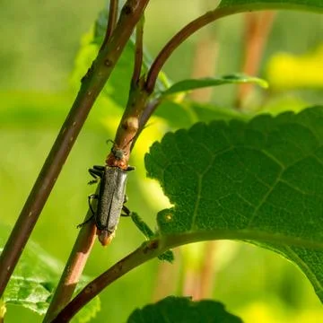 Cantharis rustica Stock Photos