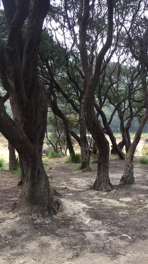 Cantigi Trees (Javanese Blueberry), Mount Papandayan, Indonesia. 動画素材 344159092