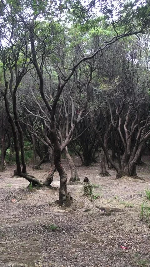 Cantigi Trees in Mount Papandayan, Garut, West Java, Indonesia Видео 343918705