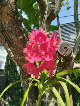 Cantiknya 库存照片