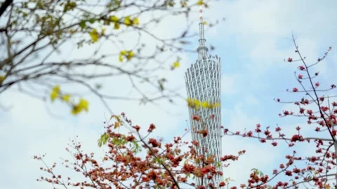 Canton Tower crown framed by red kapok blossoms in Guangzhou China Video stock 346025761