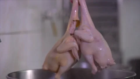 Cantonese White Cut Chicken Vidéo 331726162
