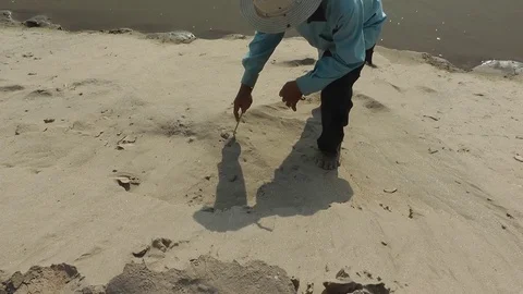 Cantor's Giant Softshell Turtle, Cambodia 스톡 동영상 70787629