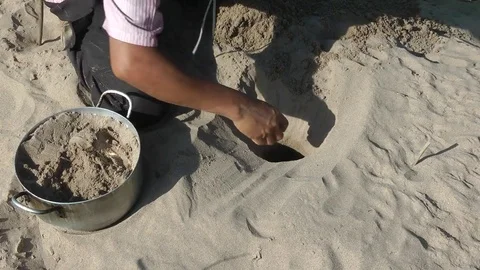 Cantor's Giant Softshell Turtle, Cambodia 스톡 동영상 70788007