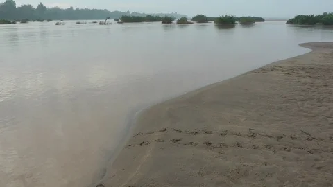 Cantor's Giant Softshell Turtle, Cambodia Stock Footage 70788034
