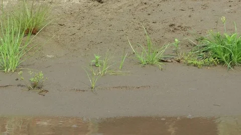 Cantor's Giant Softshell Turtle, Cambodia Video stock 70788192