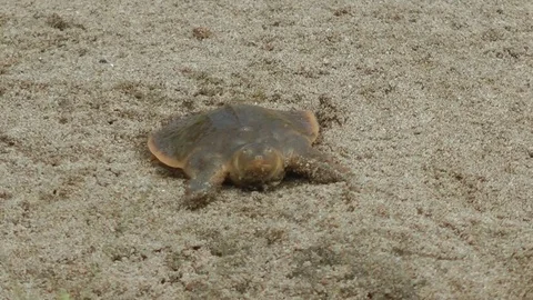 Cantor's Giant Softshell Turtle, Cambodia Video stock 70788248