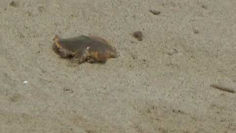 Cantor's Giant Softshell Turtle, Cambodia Stock Footage 70788309