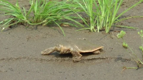 Cantor's Giant Softshell Turtle, Cambodia Stock Footage 73298387