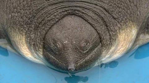 Cantor's Giant Softshell Turtle, Malaysia Stock Footage 129124522