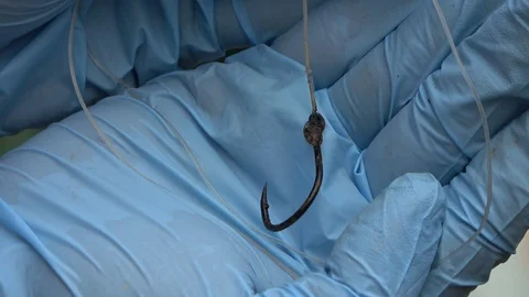 Cantor's Giant Softshell Turtle, Malaysia Stock Footage 129124626