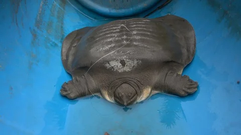 Cantor's Giant Softshell Turtle, Malaysia Stock Footage 129124681