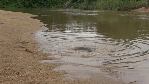 Cantor's Giant Softshell Turtle, Malaysia 動画素材 129124737