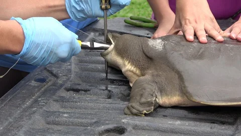Cantor's Giant Softshell Turtle, Malaysia Stock Footage 129124800