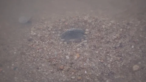 Cantor's Giant Softshell Turtle, Malaysia 스톡 동영상 129124940