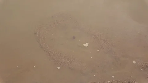 Cantor's Giant Softshell Turtle, Malaysia 스톡 동영상 129125017