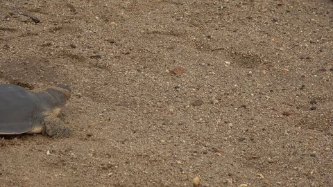 Cantor's Giant Softshell Turtle, Malaysia Stock Footage 129125056