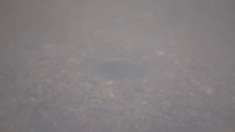 Cantor's Giant Softshell Turtle, Malaysia Stock Footage 129125102