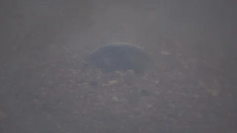 Cantor's Giant Softshell Turtle, Malaysia 스톡 동영상 129125136