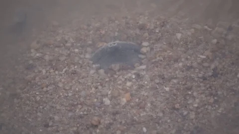 Cantor's Giant Softshell Turtle, Malaysia Видео 129125199