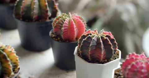 Cantus a pink trunk with a slight orange tinge, is popular in Thailand. Stock Footage 251033871