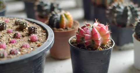 Cantus a pink trunk with a slight orange tinge, is popular in Thailand. Stock Footage 251033893