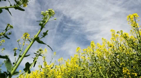 Canula Timelapse from Beetle Viewpoint Video stock 11018203