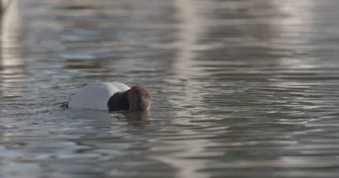 Canvasback Drake Duck Diving Submerging Swimming in Slow Motion Stock Footage 194395067