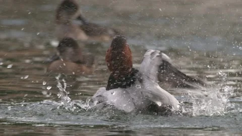 Canvasback Drake Male Duck Bathing Splashing Grooming in Slow Motion Stock Footage 194403853