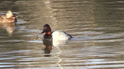 Canvasback Drake Swimming Vídeos de archivo 33959252