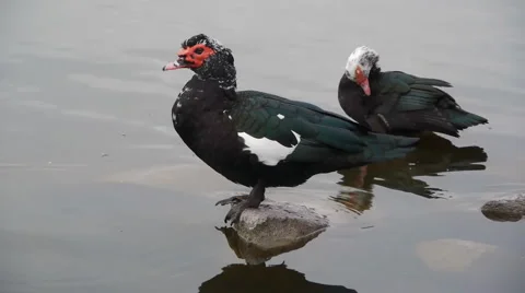 Canvasback duck Stock-Footage 909380