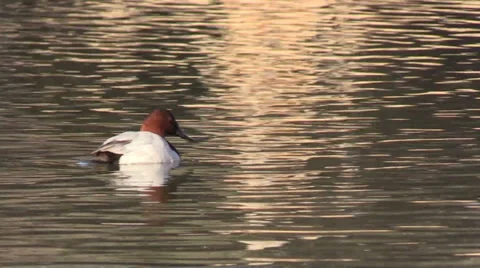 Canvasback Duck Stock-Footage 33908352