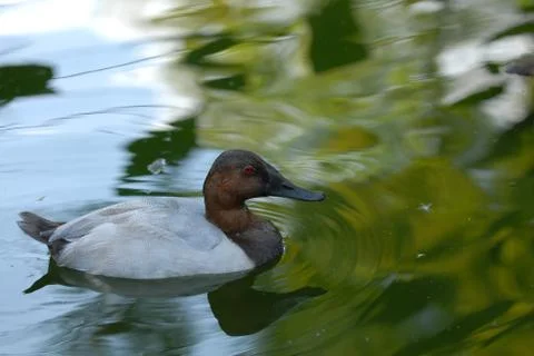 Canvasback Duck Stock Photos
