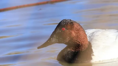 Canvasback Duck swimming Stock Footage 206788277