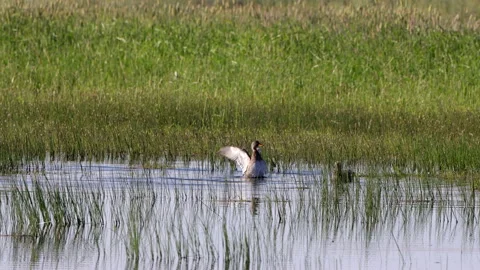 Canvasback Ducks flap wings and splash at Arapaho National Wildlife Refuge Stock Footage 199989149