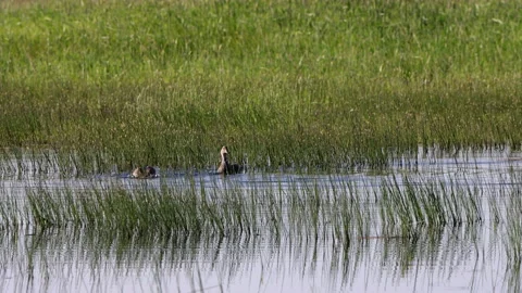 Canvasback Ducks splash and feed at Arapaho National Wildlife Refuge in Colorado Stock Footage 199976543
