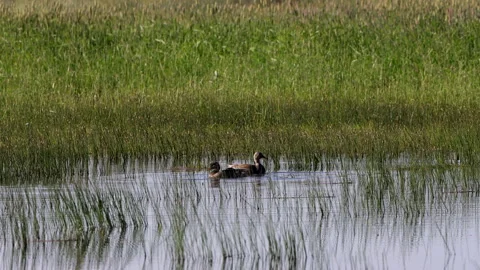 Canvasback Ducks splash and feed at Arapaho National Wildlife Refuge in Colorado Stock Footage 199978523