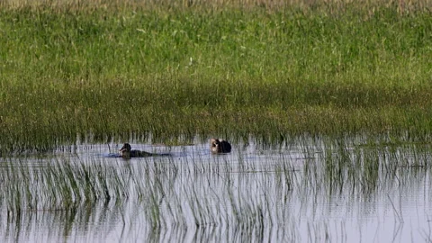 Canvasback Ducks splash and feed at Arapaho National Wildlife Refuge in Colorado Stock Footage 199980828